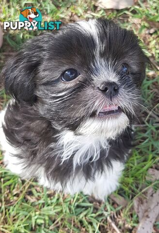 Non Shedding Shih Tzu puppies