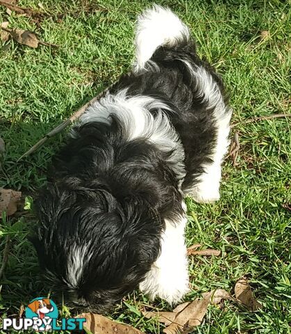 Non Shedding Shih Tzu puppies