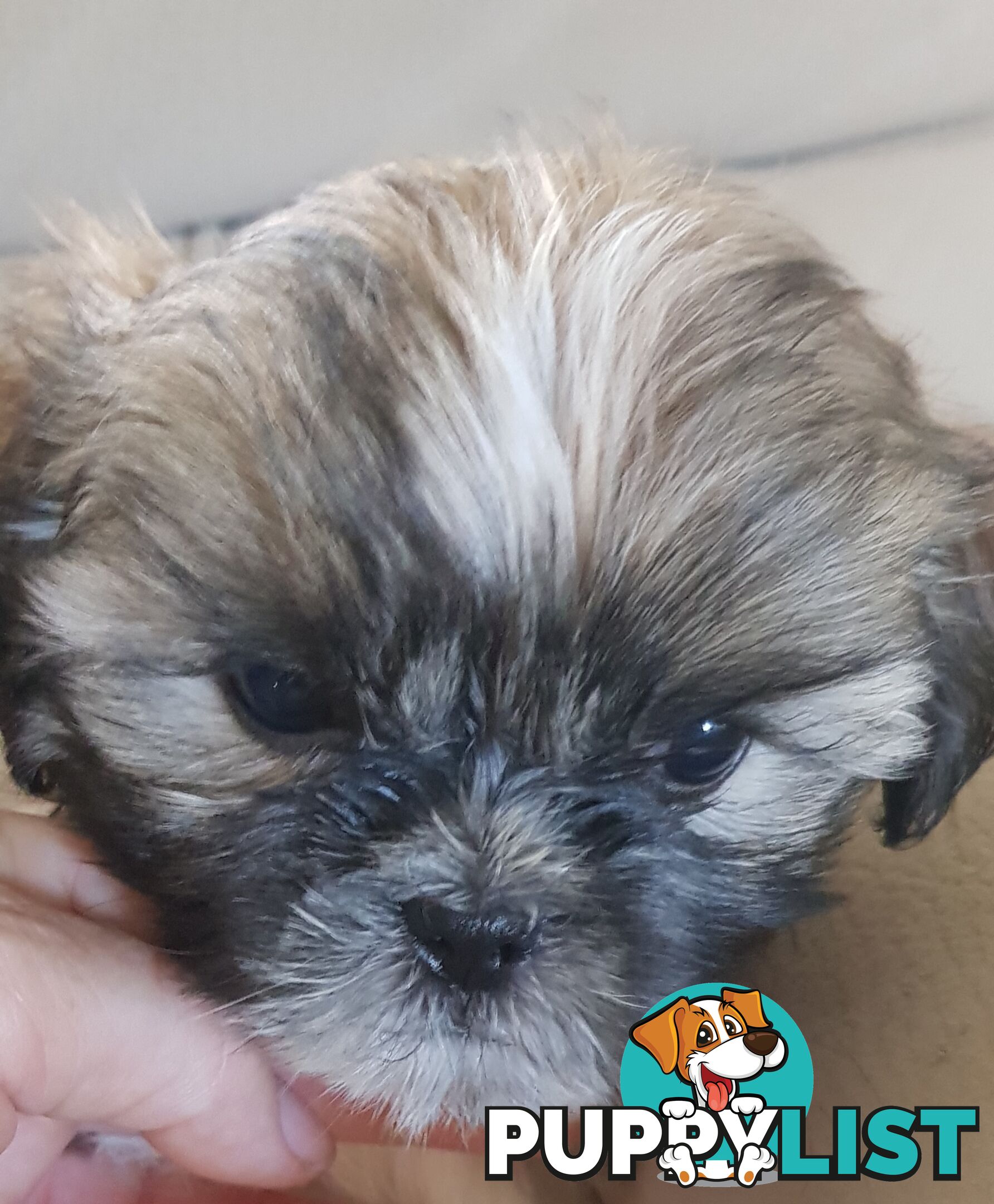 Non Shedding Shih Tzu puppies