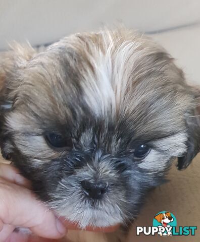 Non Shedding Shih Tzu puppies