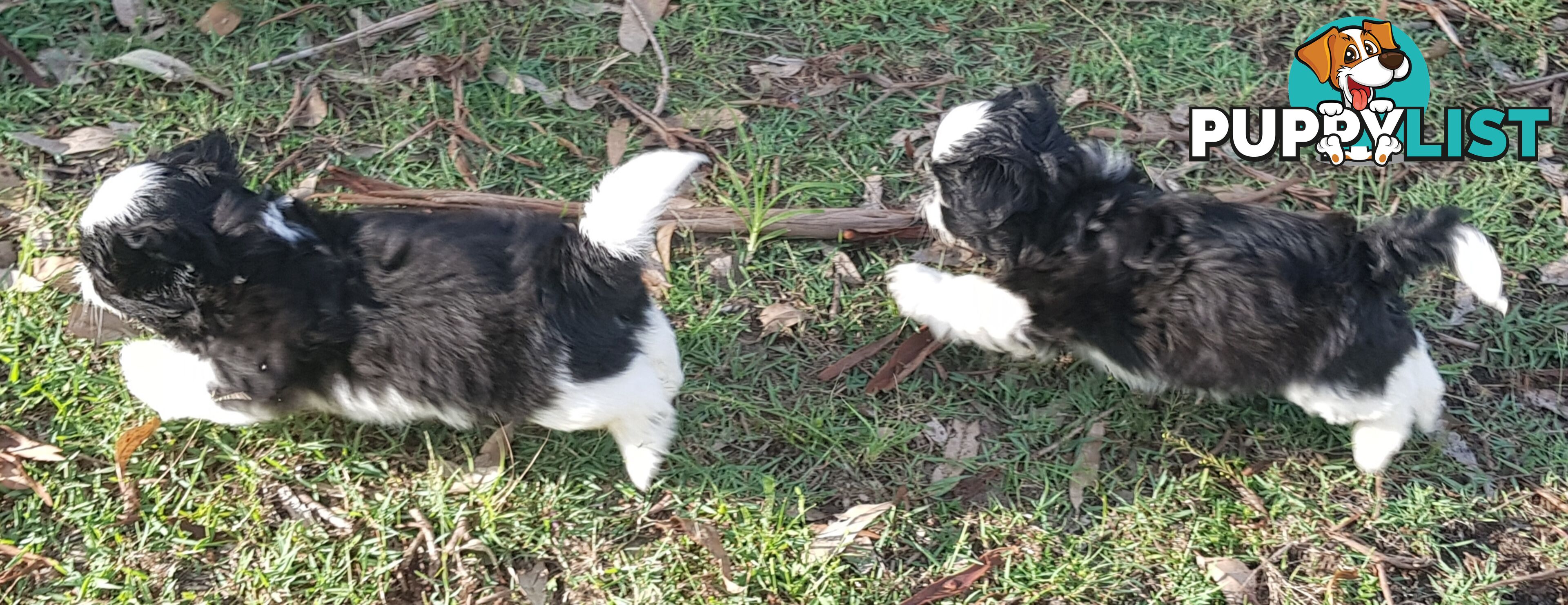 Non Shedding Shih Tzu puppies