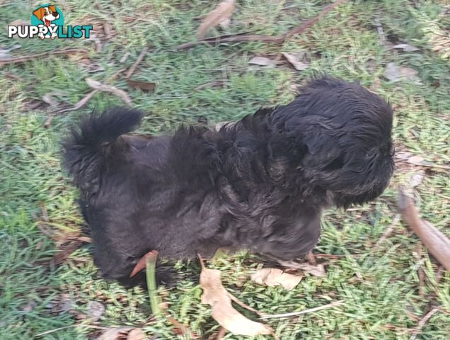 Non Shedding Shih Tzu puppies