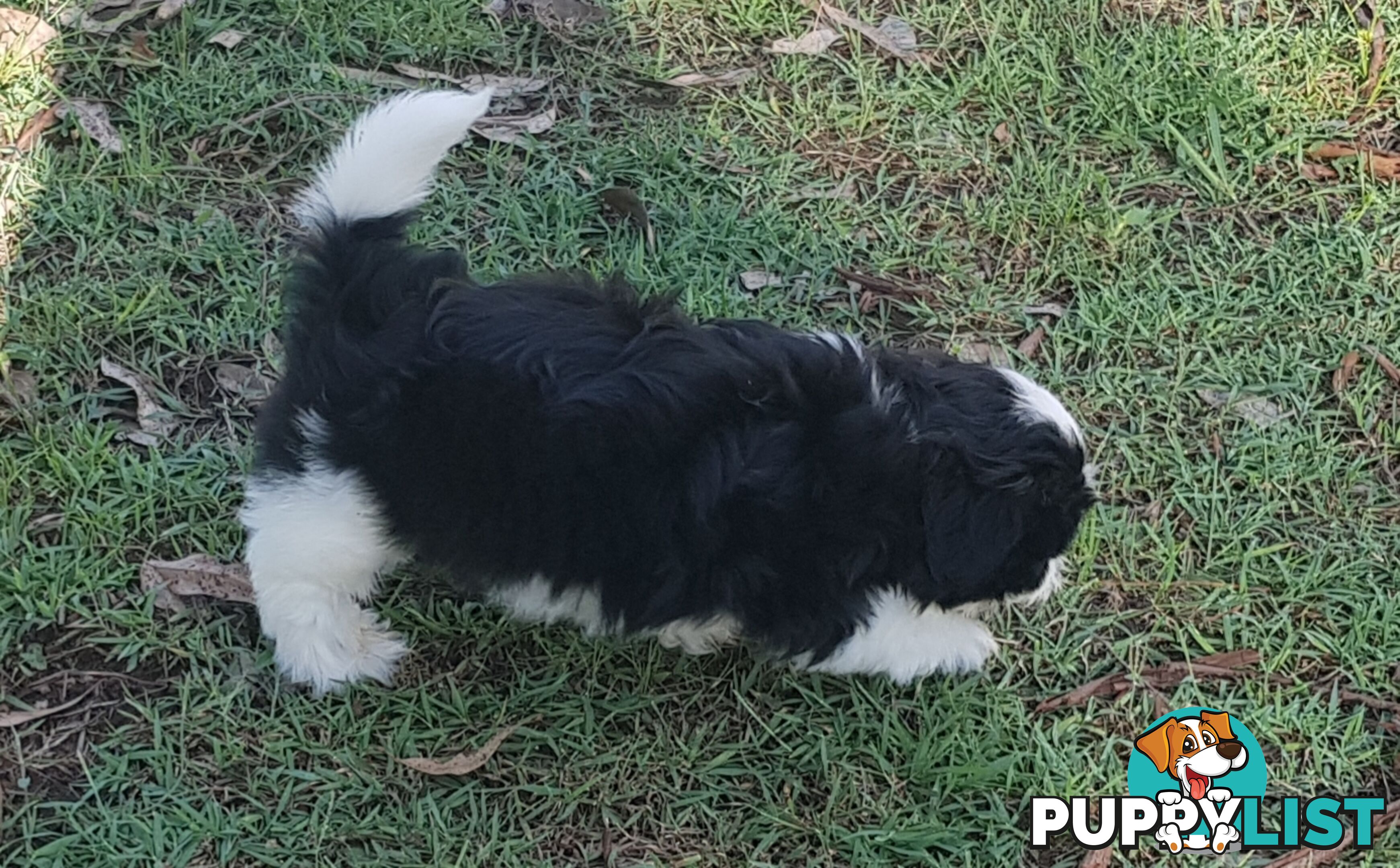 Non Shedding Shih Tzu puppies