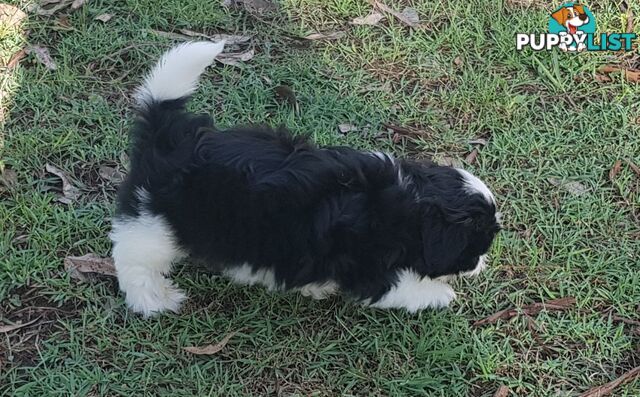 Non Shedding Shih Tzu puppies