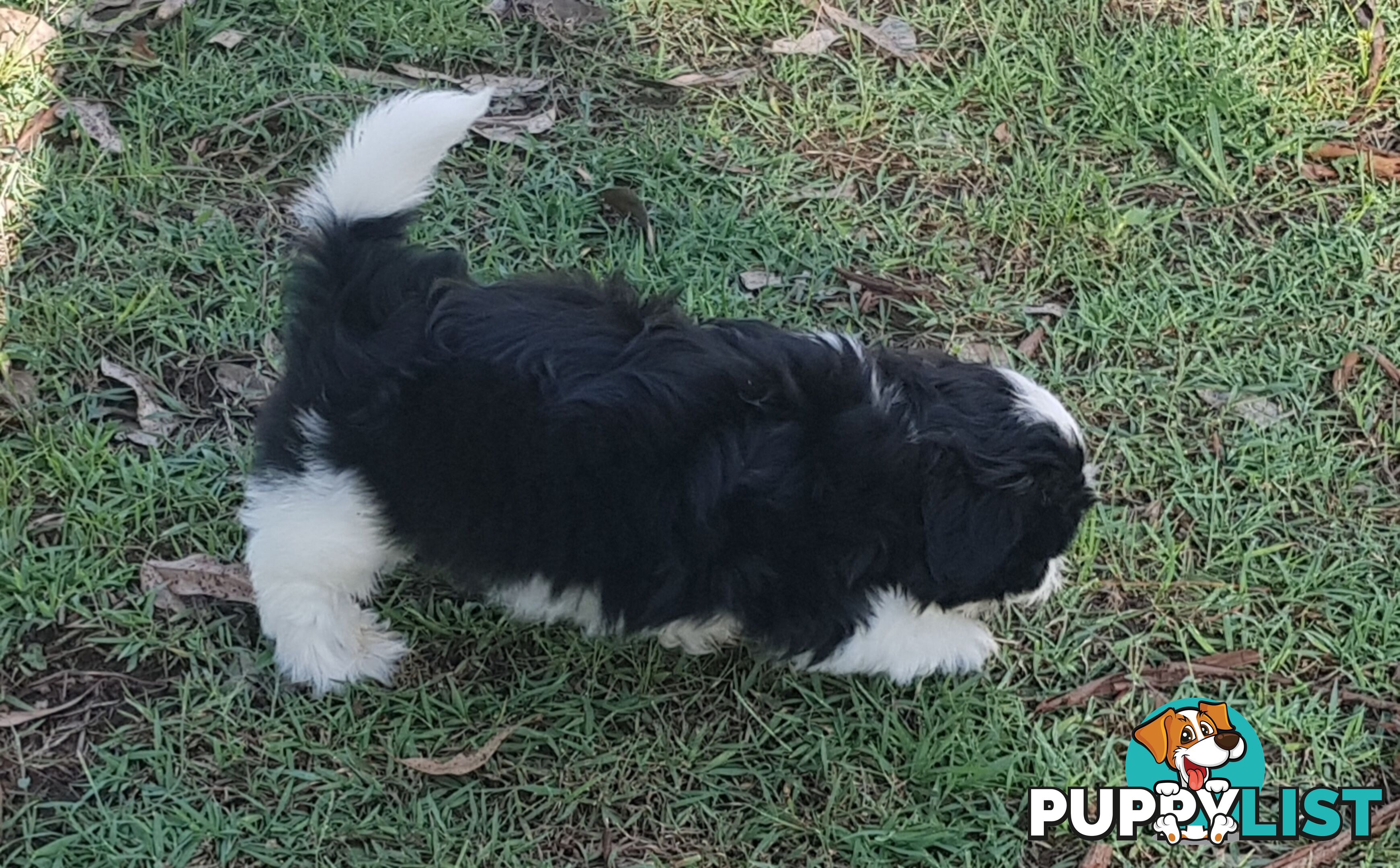 Non Shedding Shih Tzu puppies