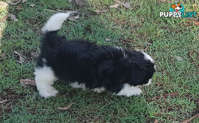 Non Shedding Shih Tzu puppies