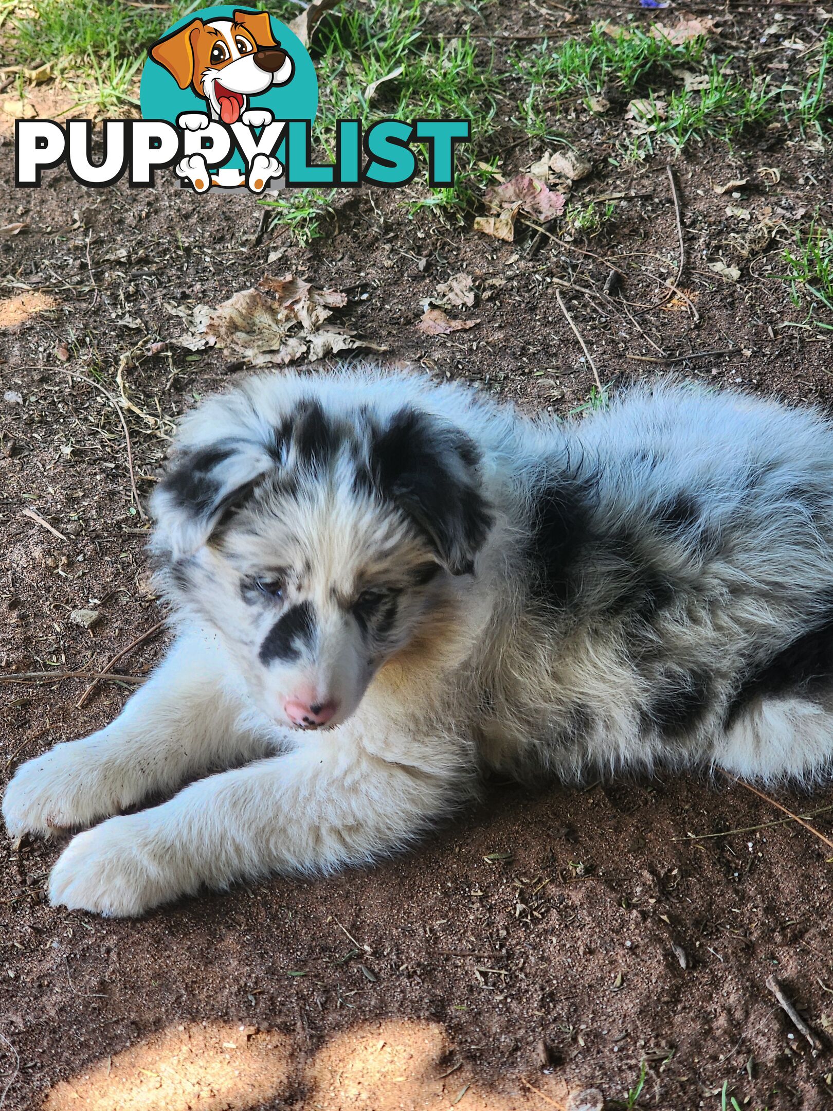 Border collie pups pure bred