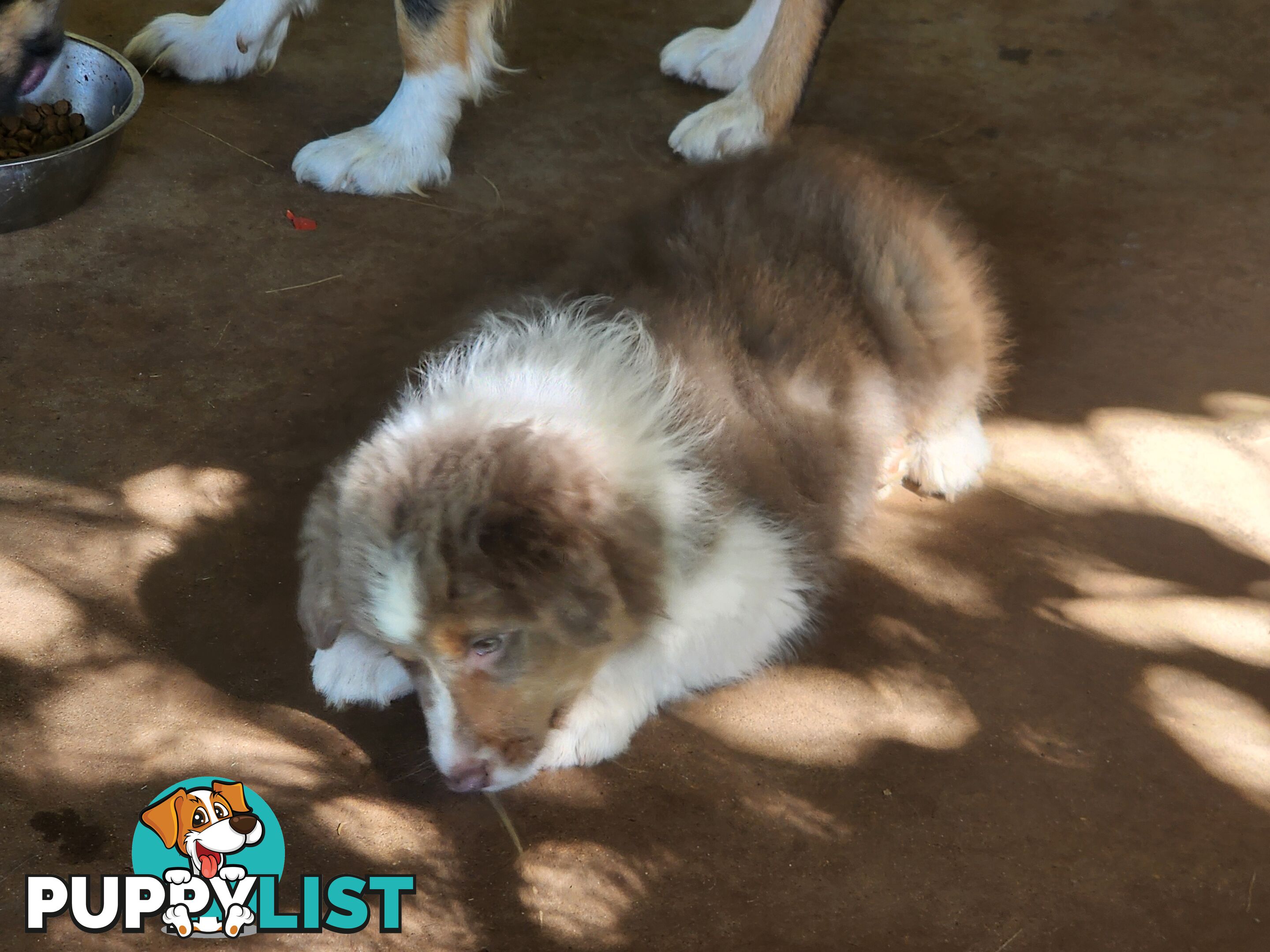 Border collie pups pure bred