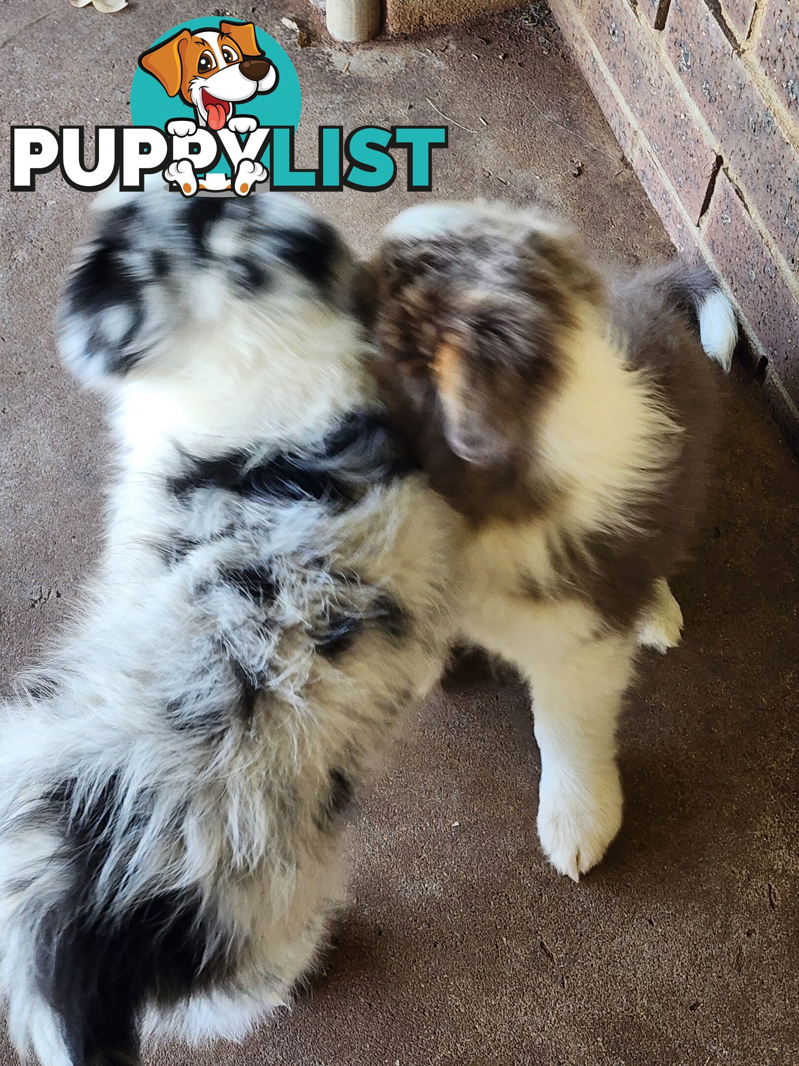 Border collie pups pure bred