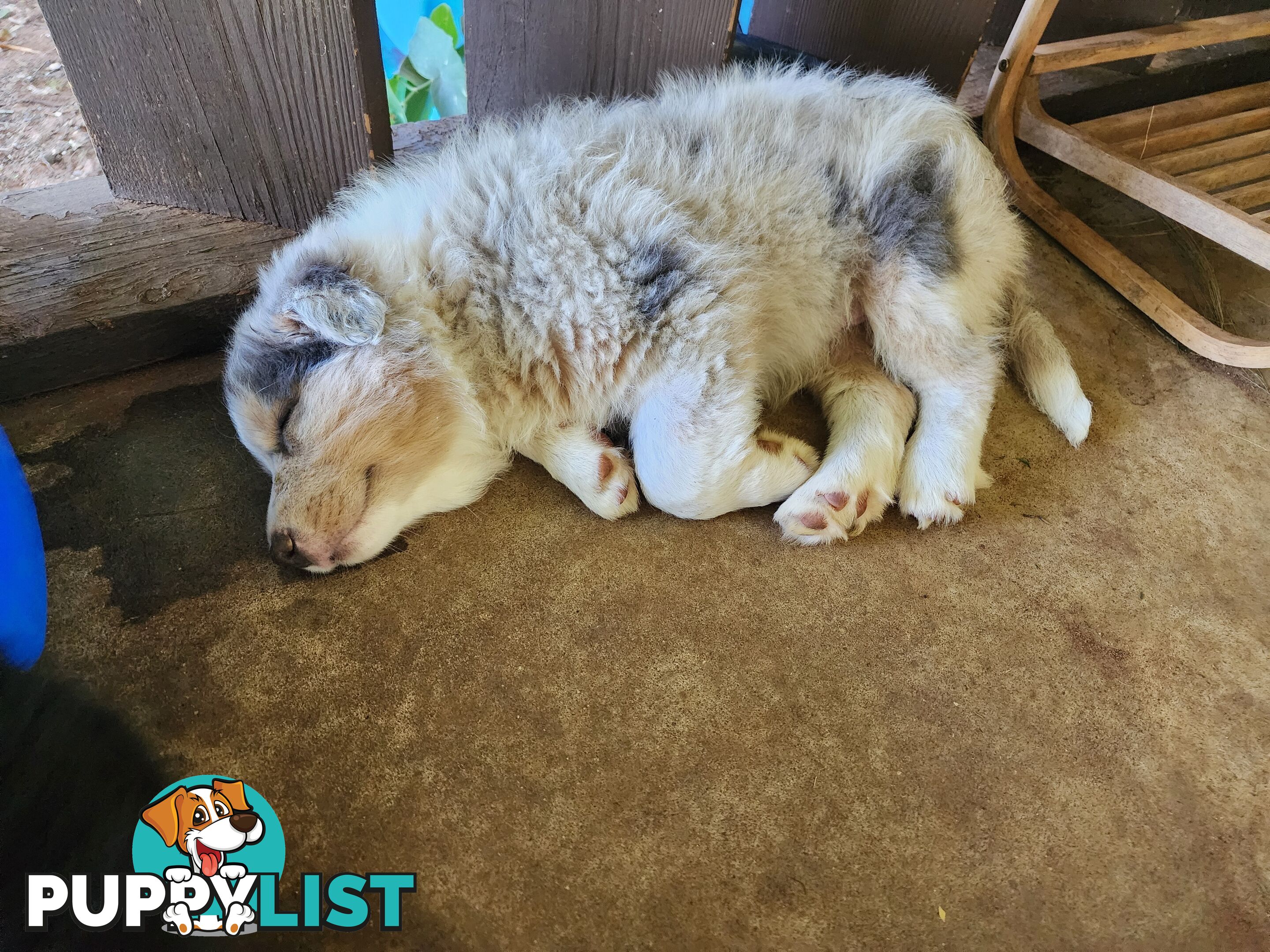 Border collie pups pure bred