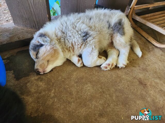 Border collie pups pure bred