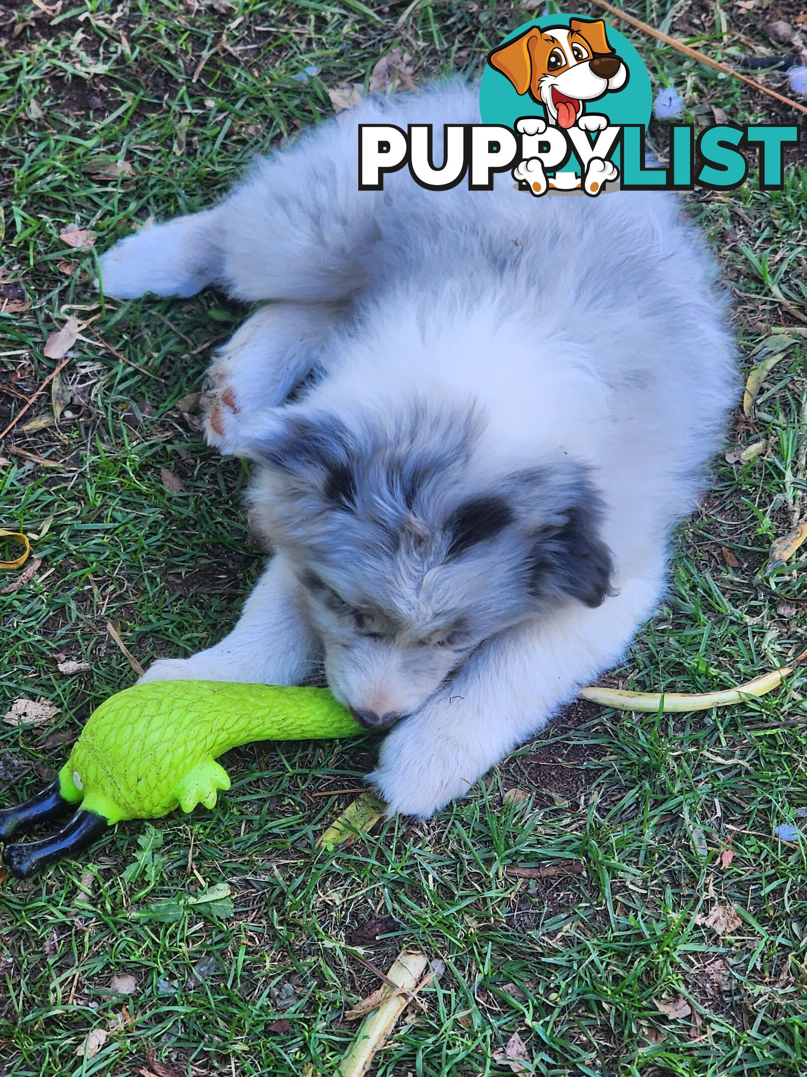 Border collie pups pure bred