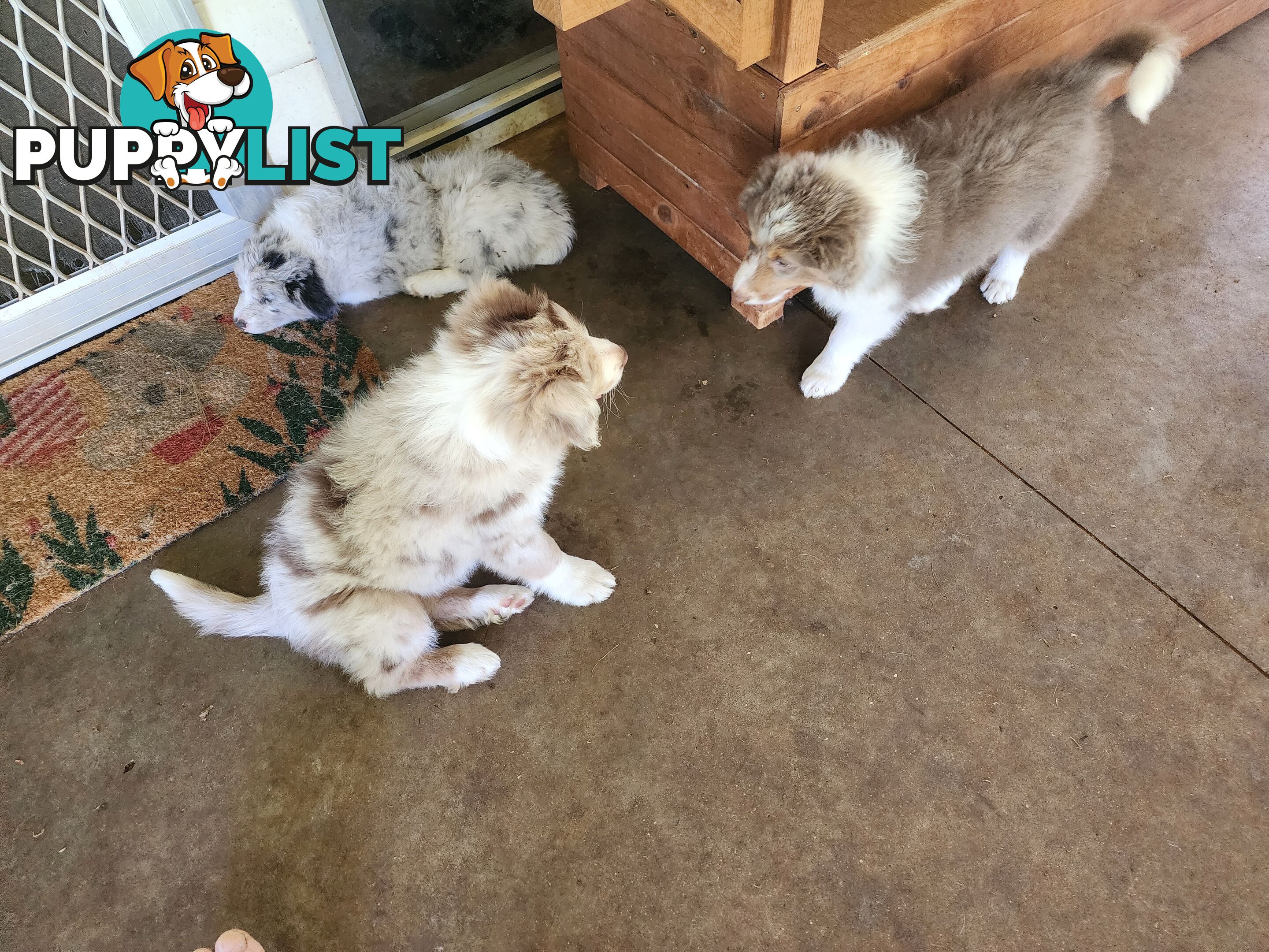 Border collie pups pure bred