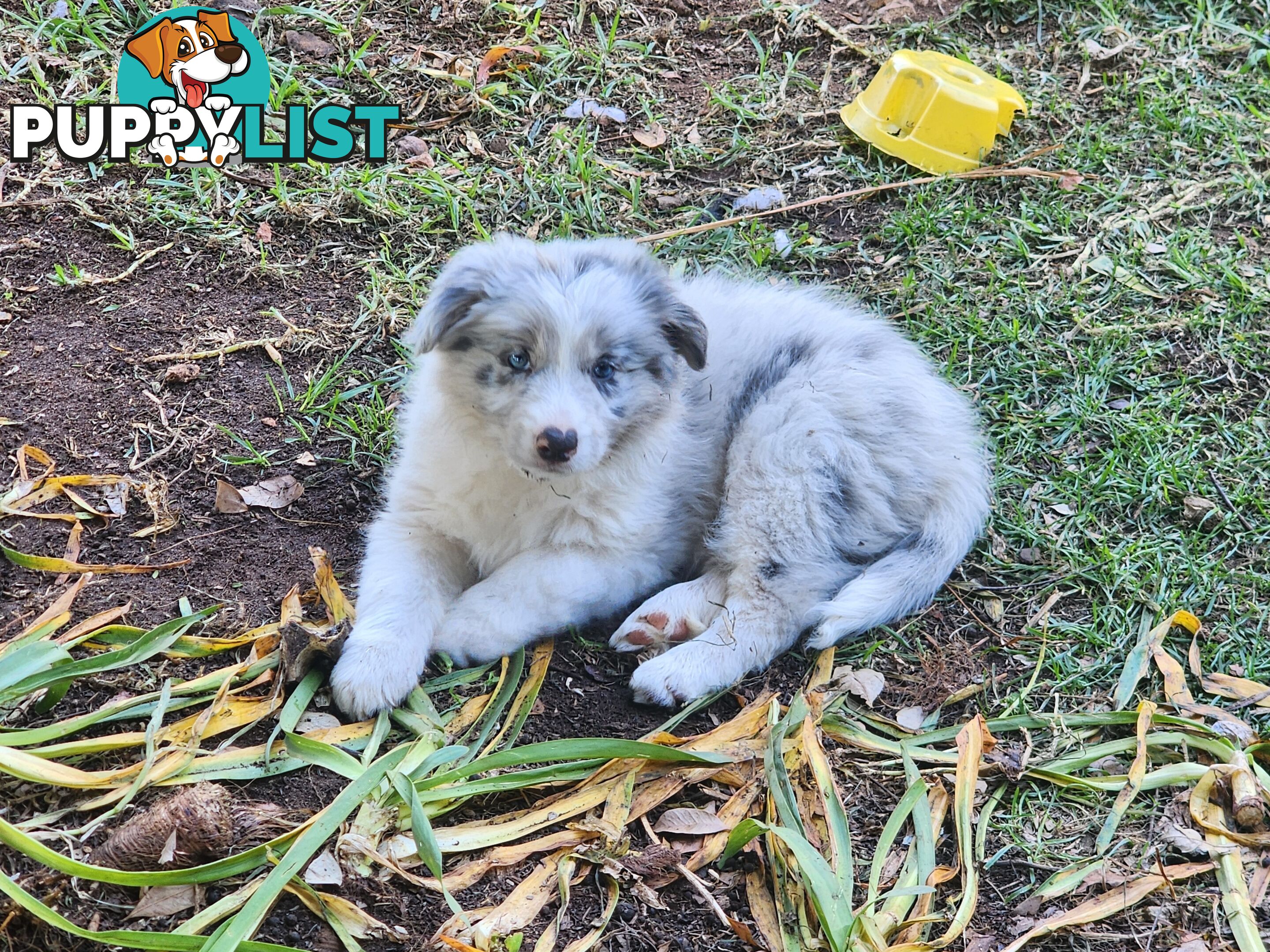 Border collie pups pure bred