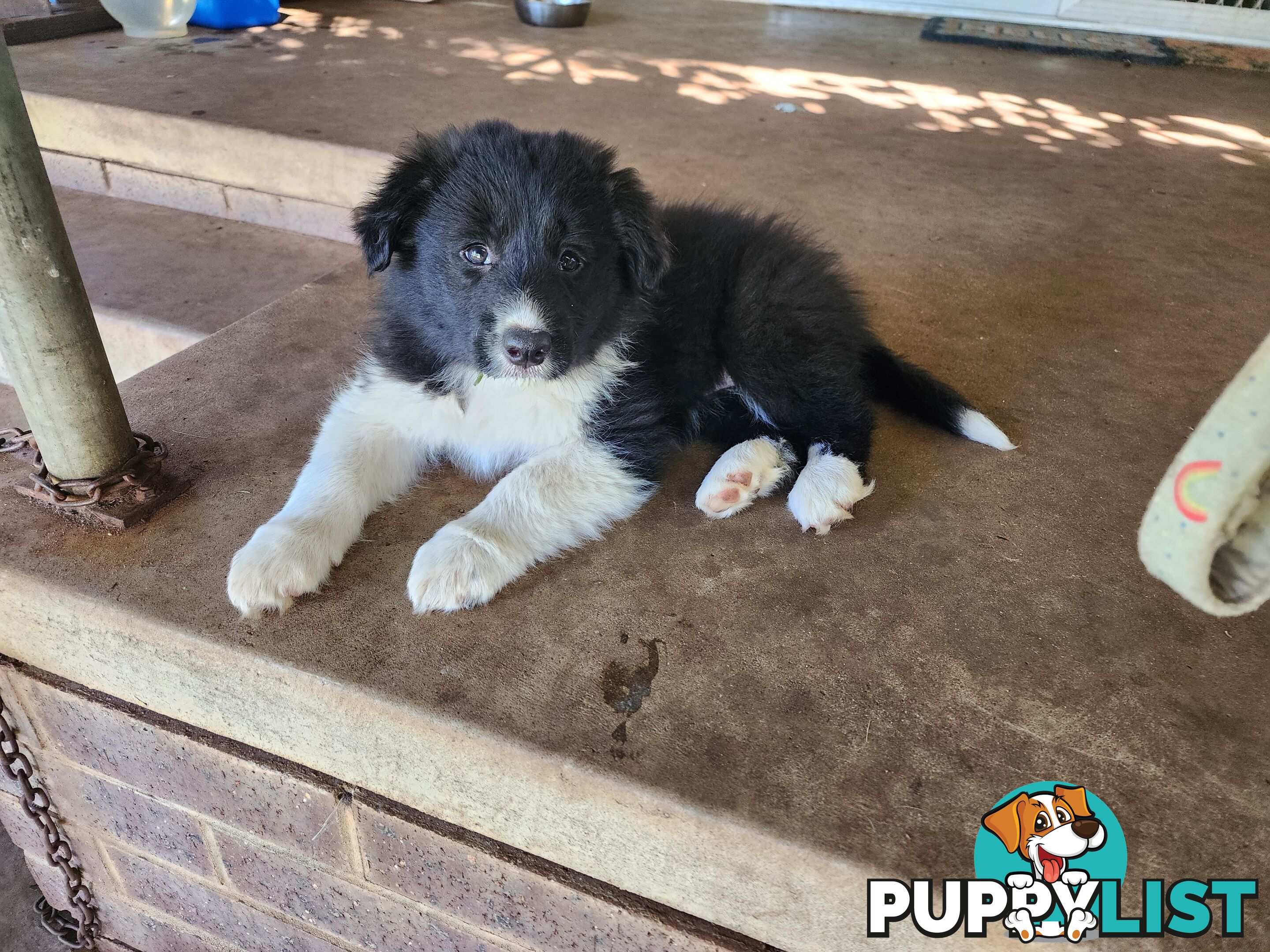 Border collie pups pure bred