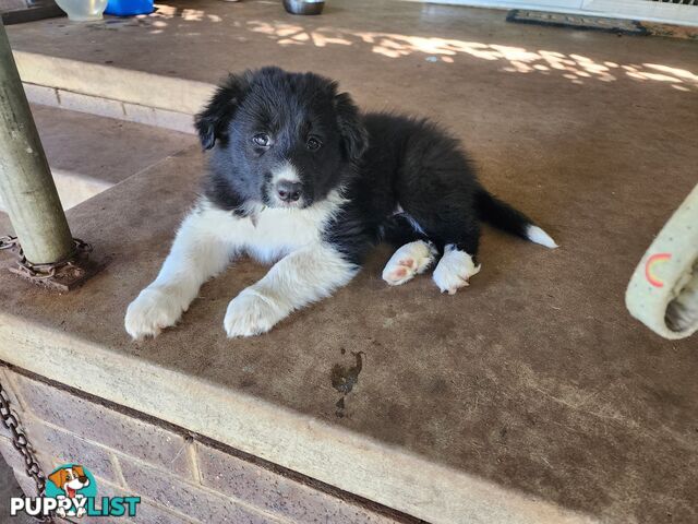 Border collie pups pure bred