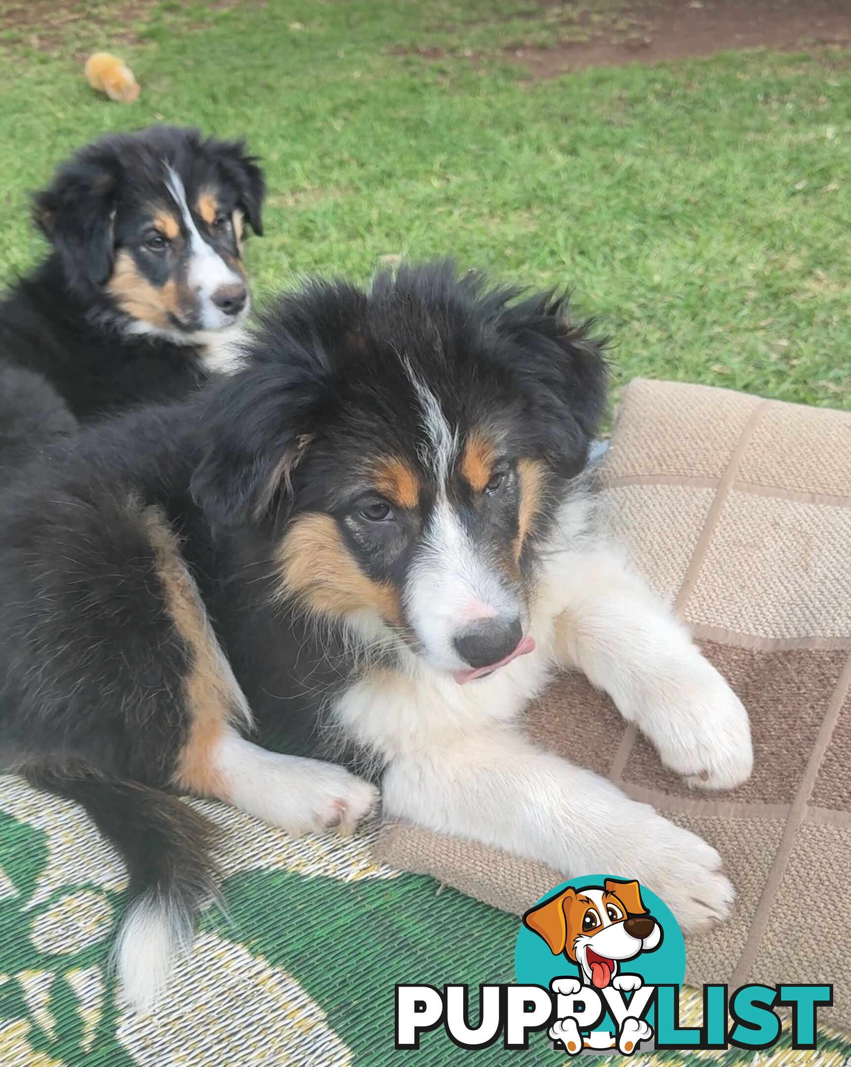 Border collies