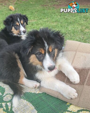 Border collies