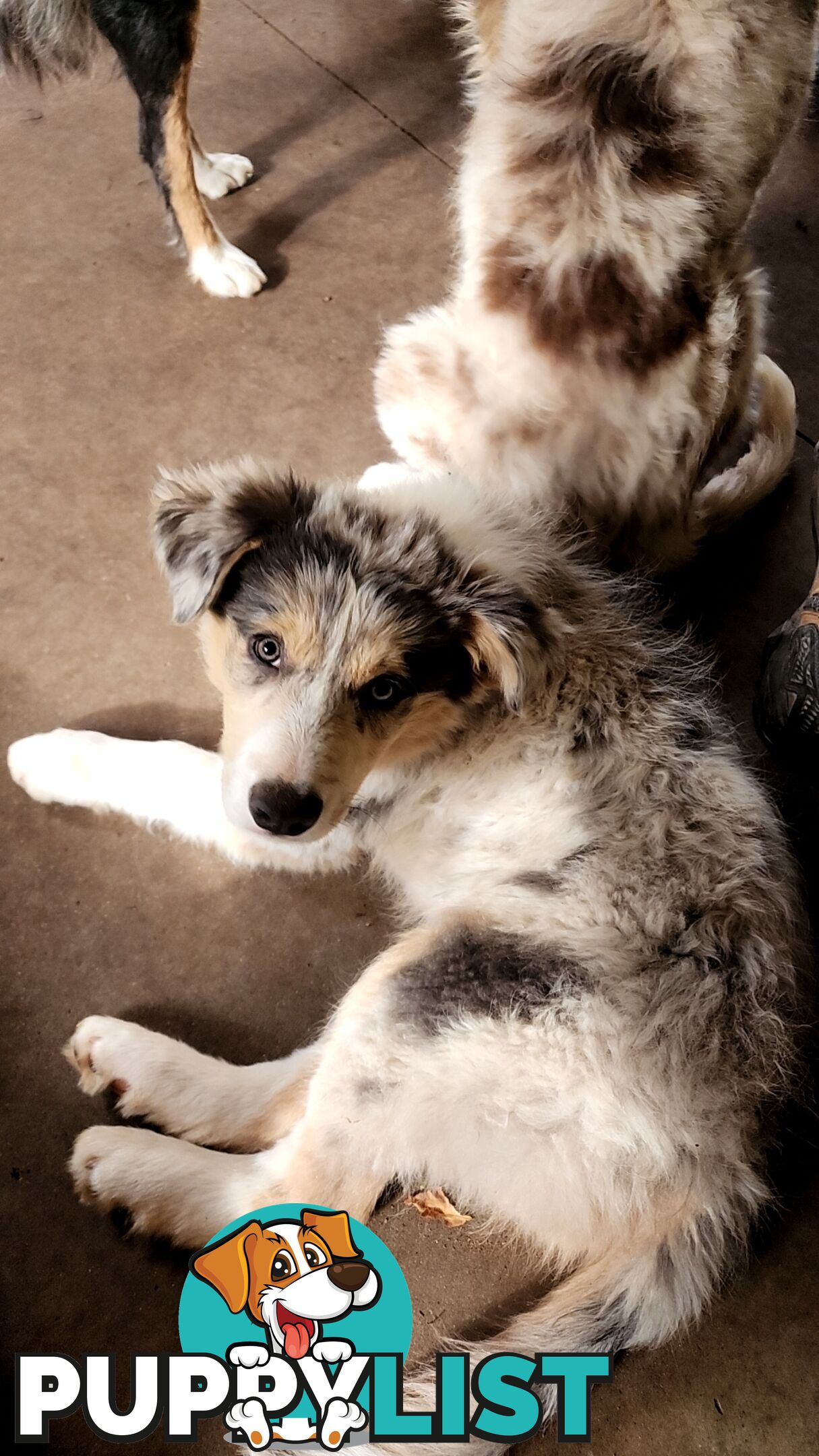 Border collies