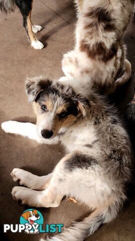 Border collies