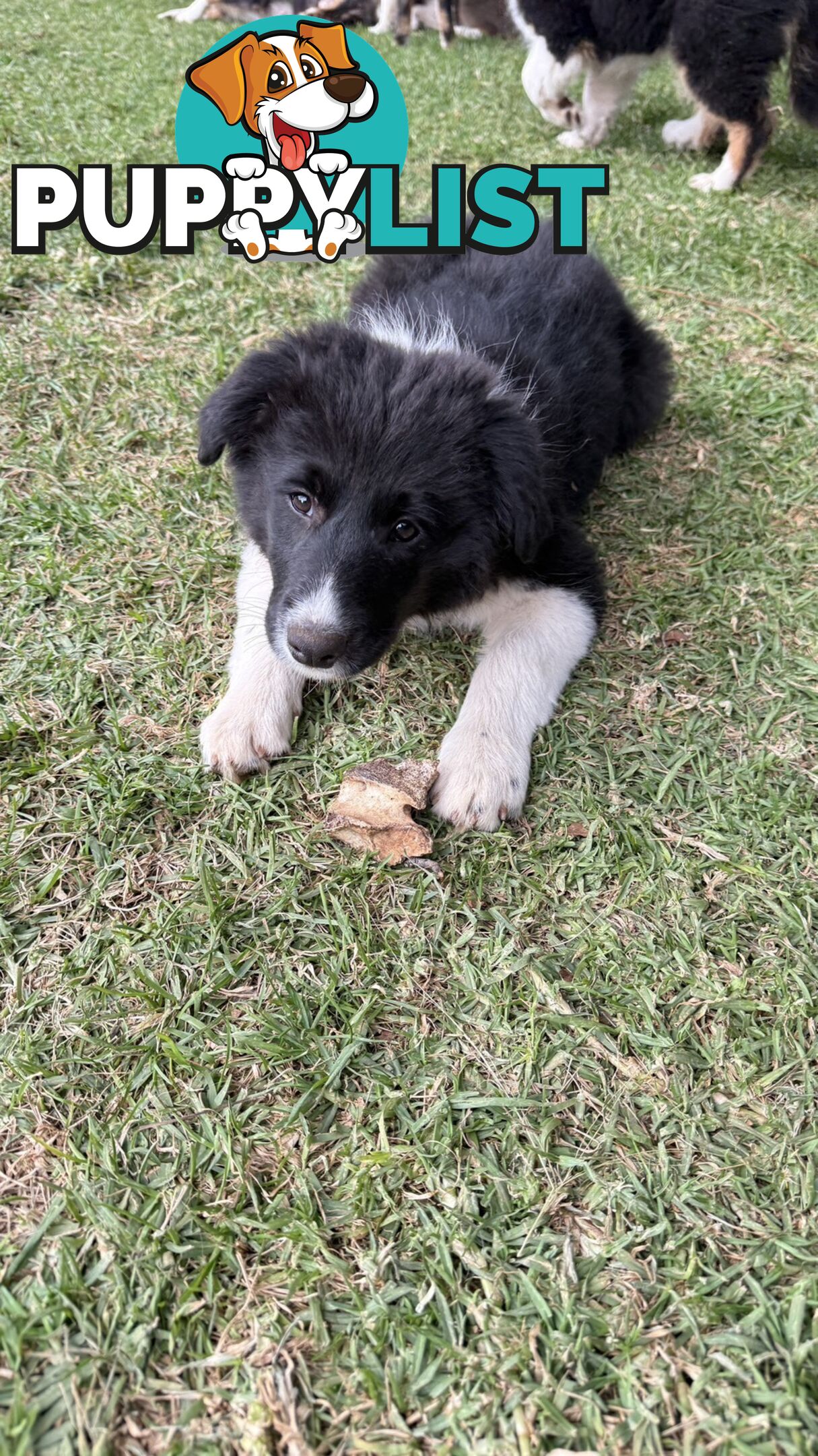 Border collies