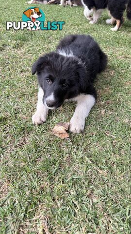 Border collies