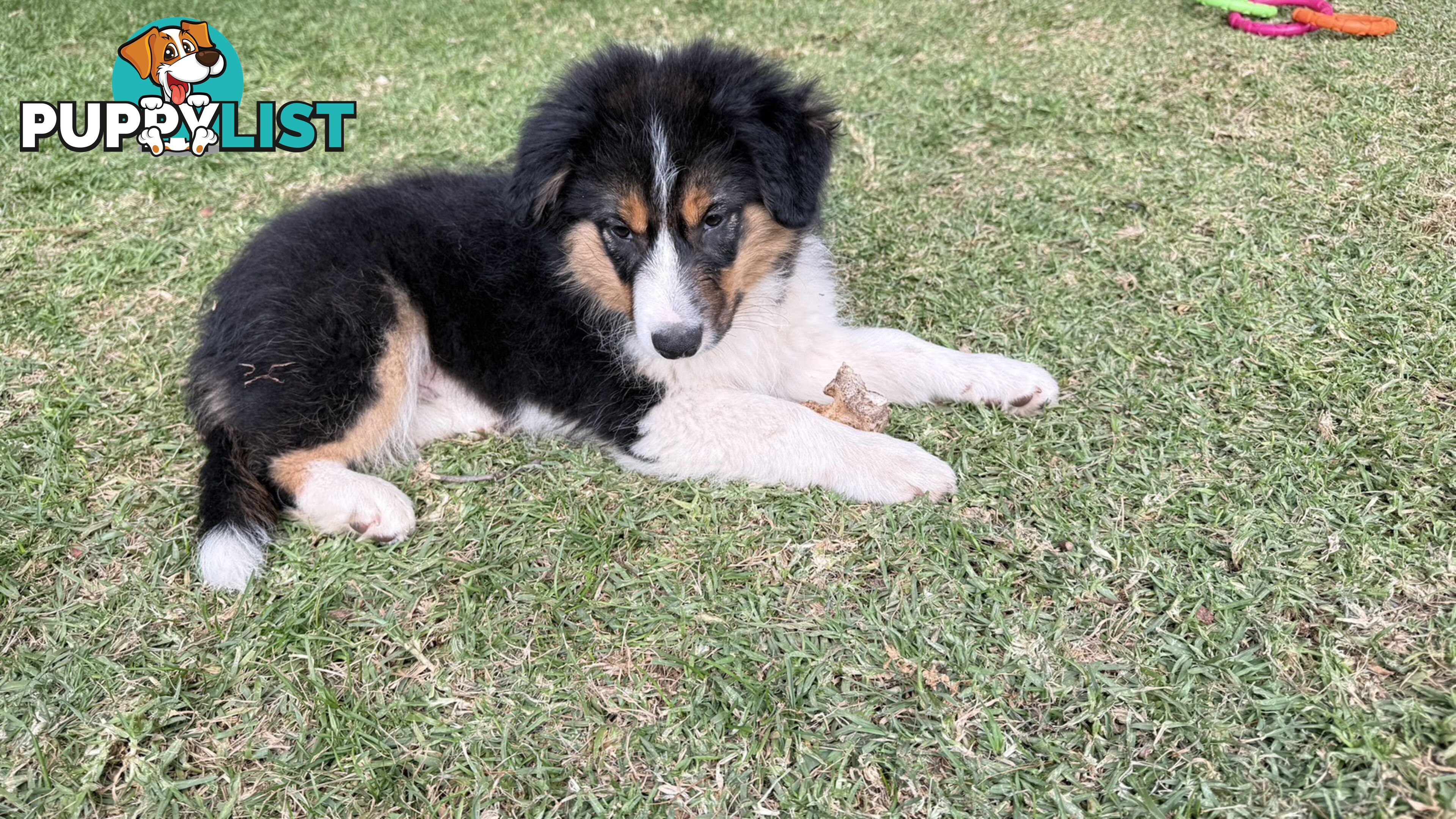 Border collies