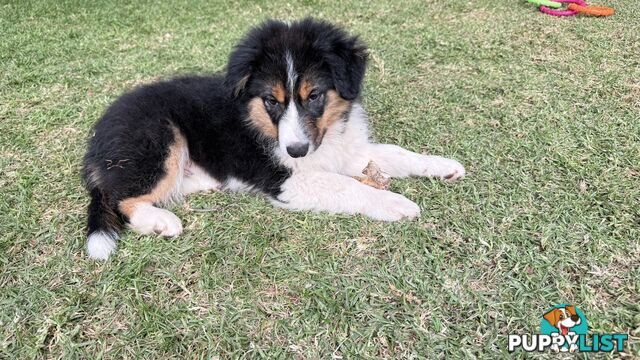 Border collies