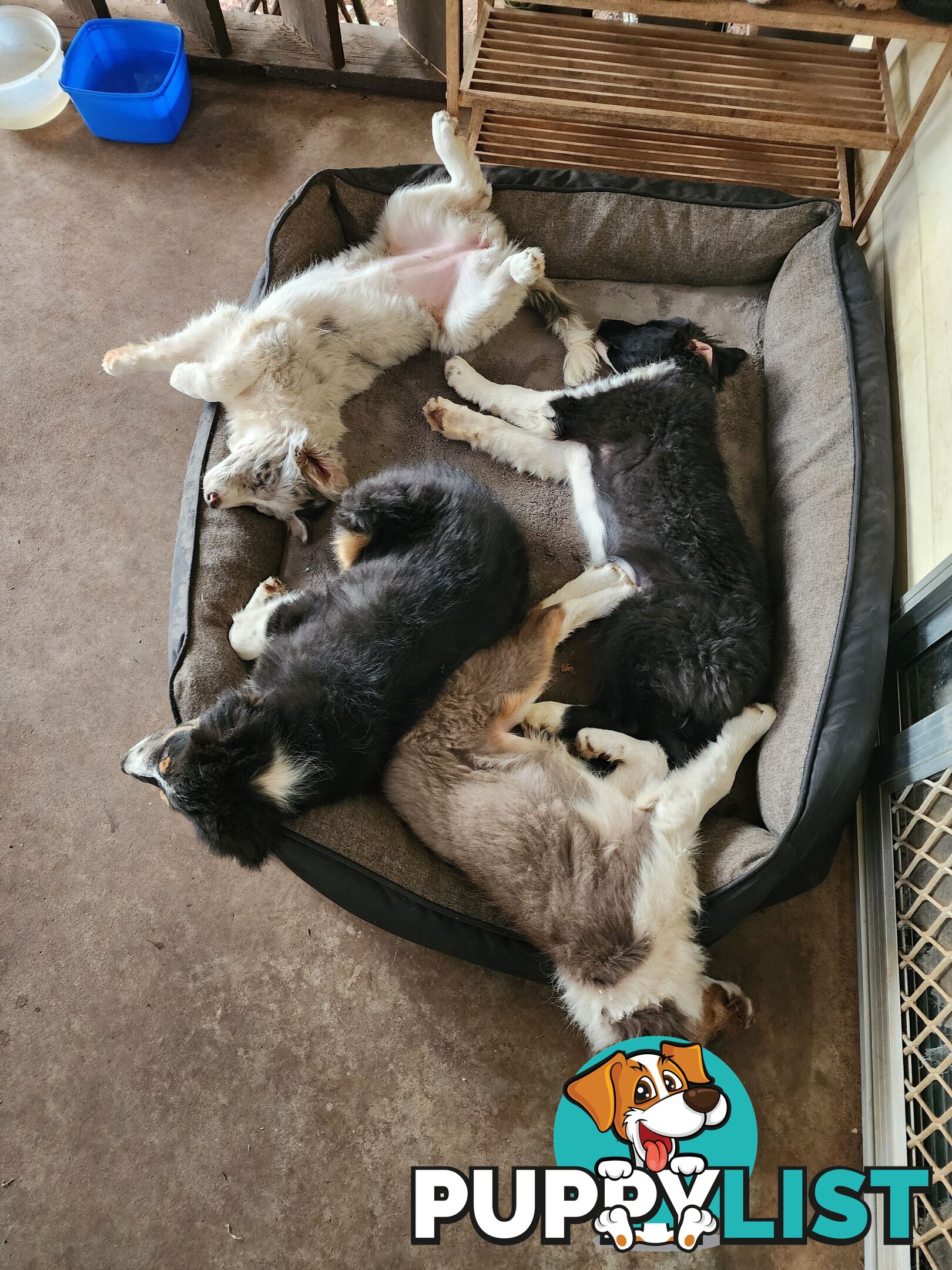 Border collies