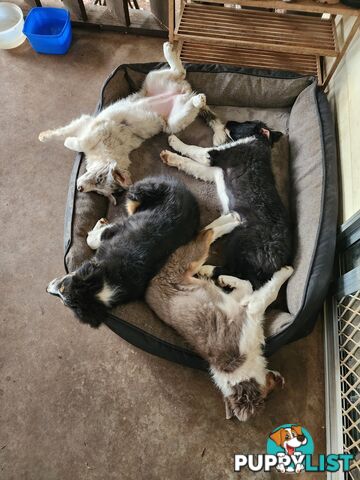 Border collies