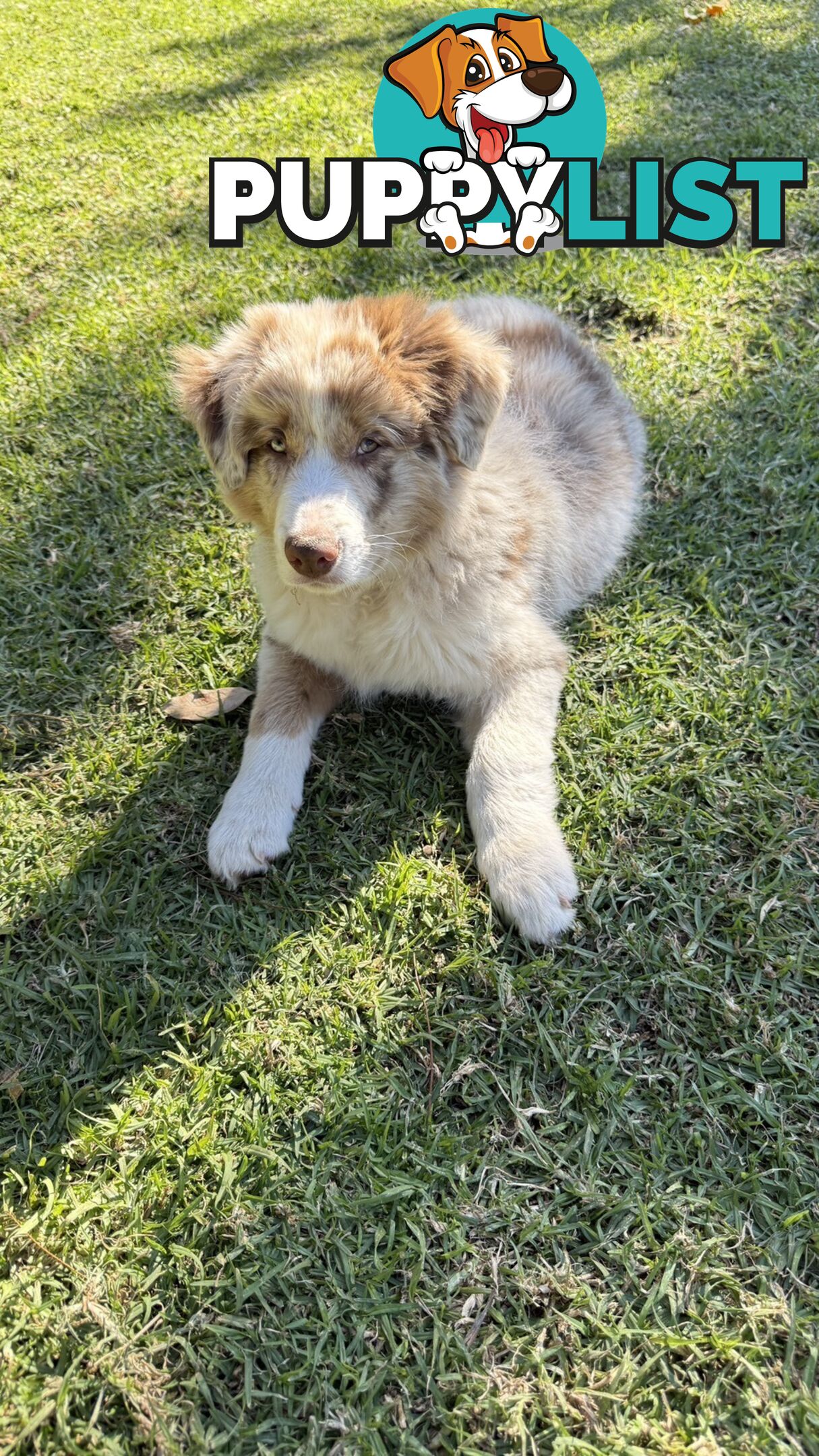 Border collies