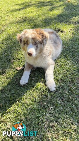 Border collies