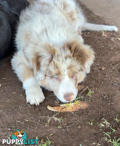 Border collies