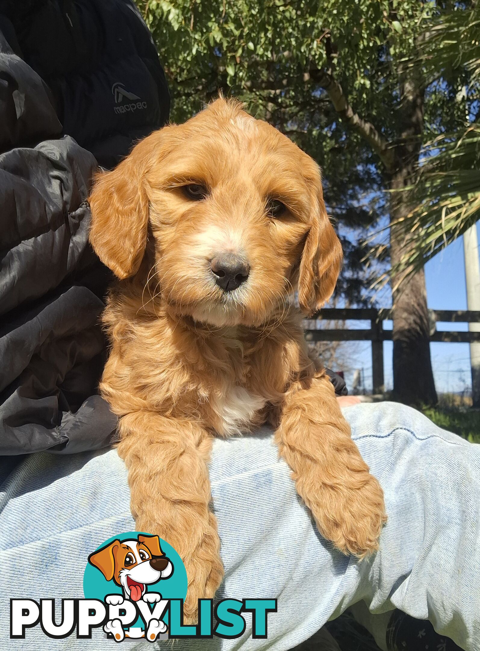 F1b Labradoodle puppies, perfect family dogs, ready now !
