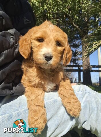F1b Labradoodle puppies, perfect family dogs, ready now !