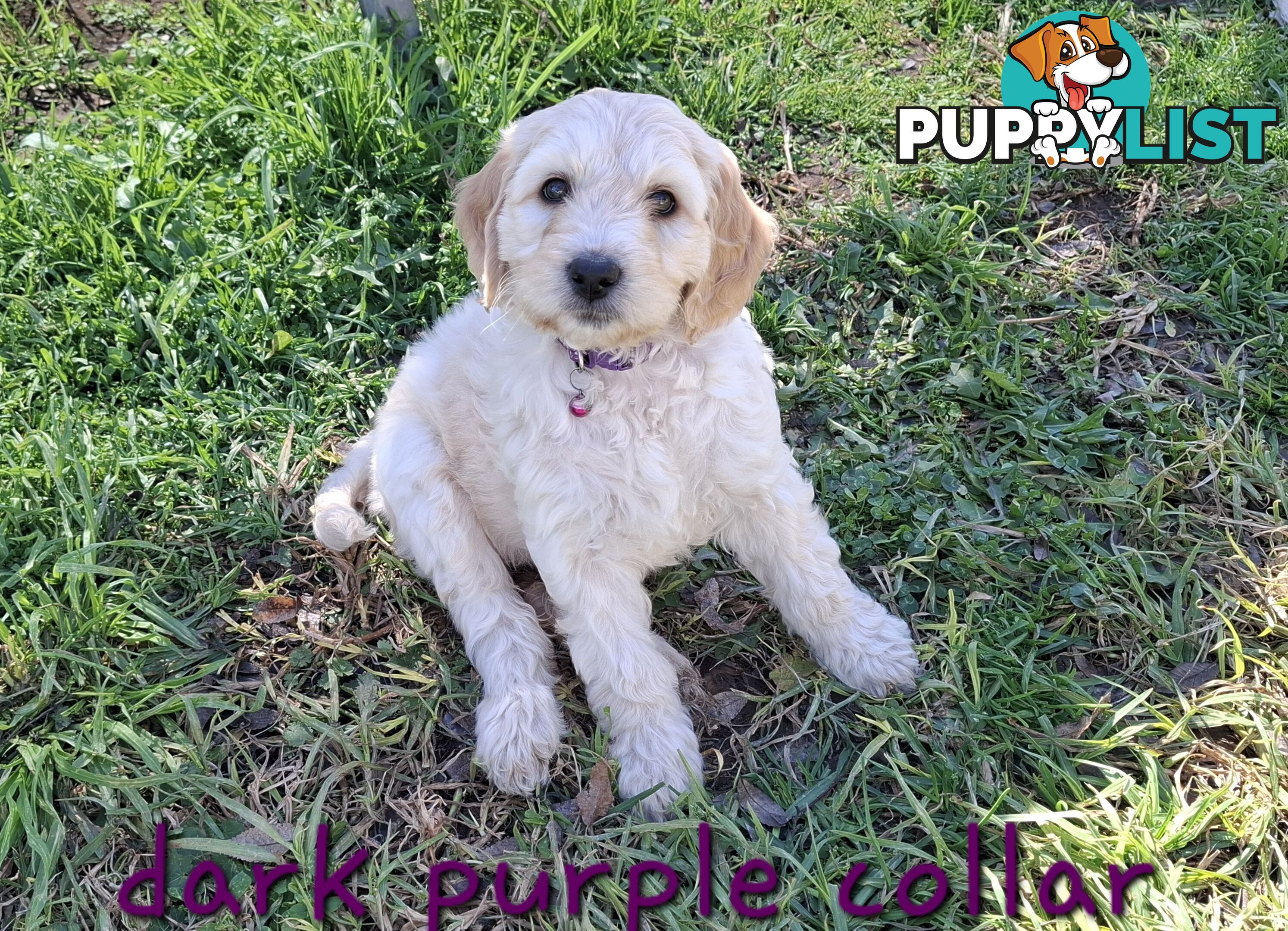 F1b Labradoodle puppies, perfect family dogs, ready now !