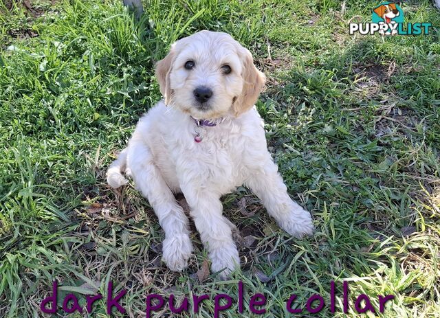 F1b Labradoodle puppies, perfect family dogs, ready now !