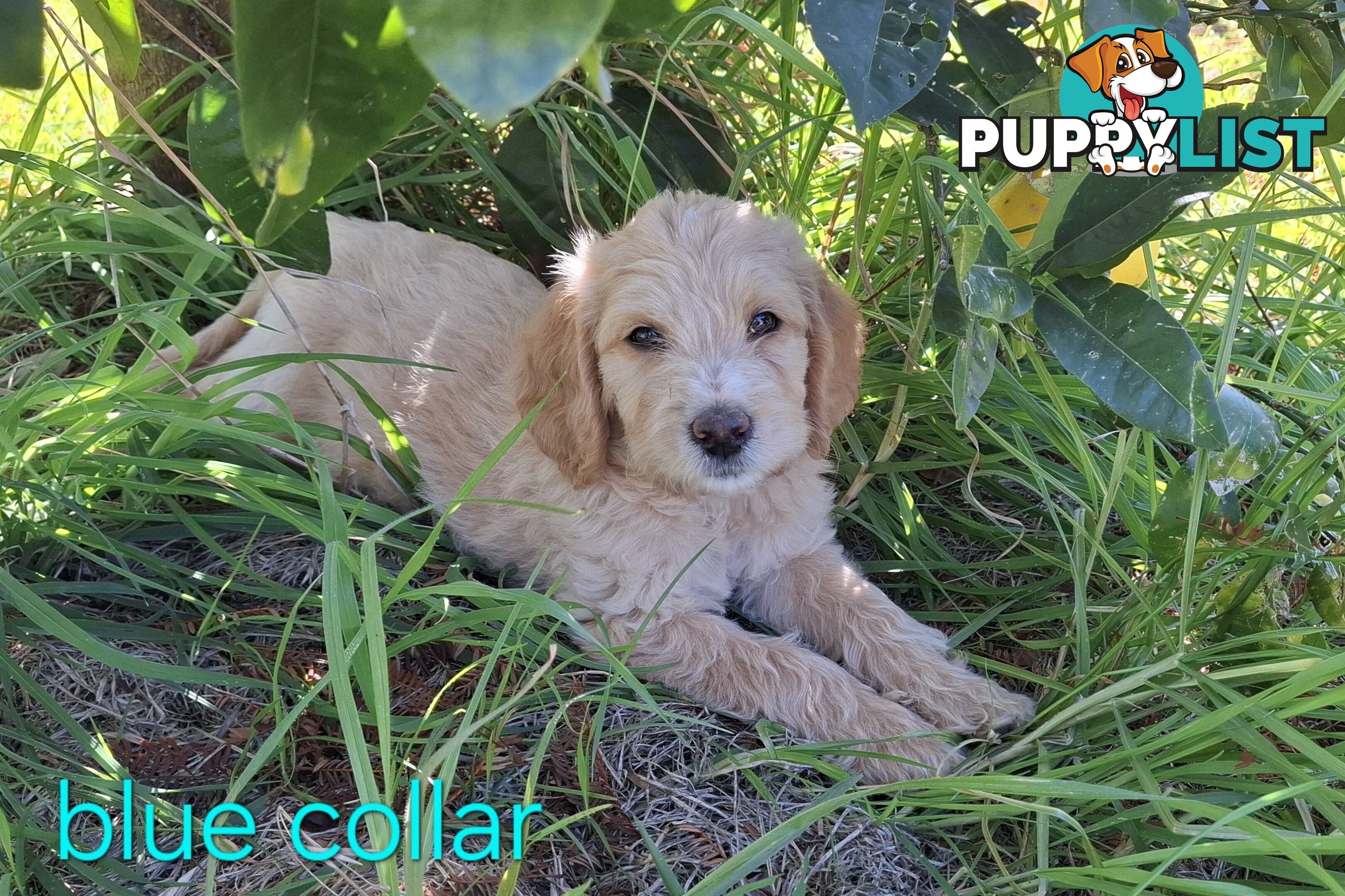 F1b Labradoodle puppies, perfect family dogs, ready now !