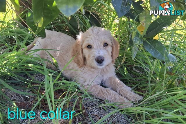 F1b Labradoodle puppies, perfect family dogs, ready now !