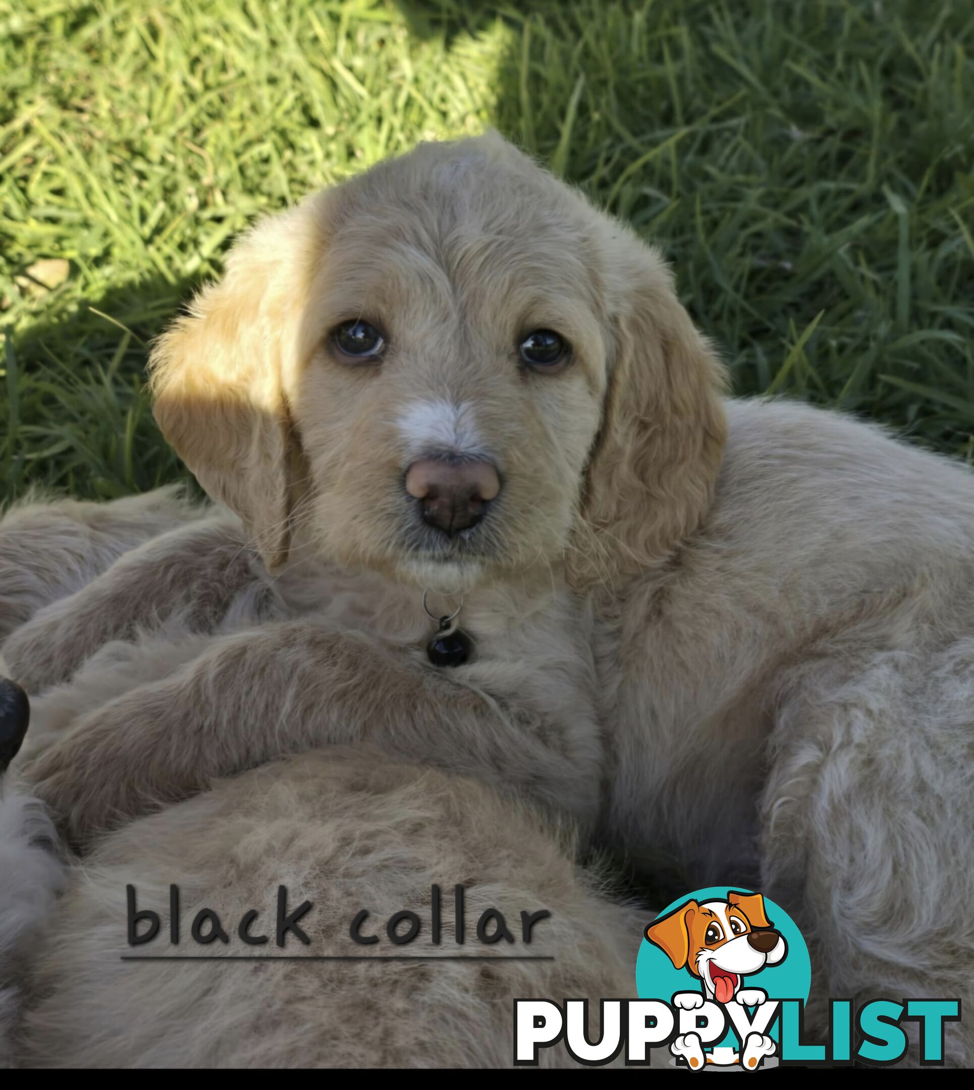 F1b Labradoodle puppies, perfect family dogs, ready now !