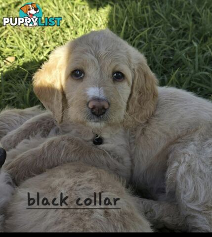 F1b Labradoodle puppies, perfect family dogs, ready now !