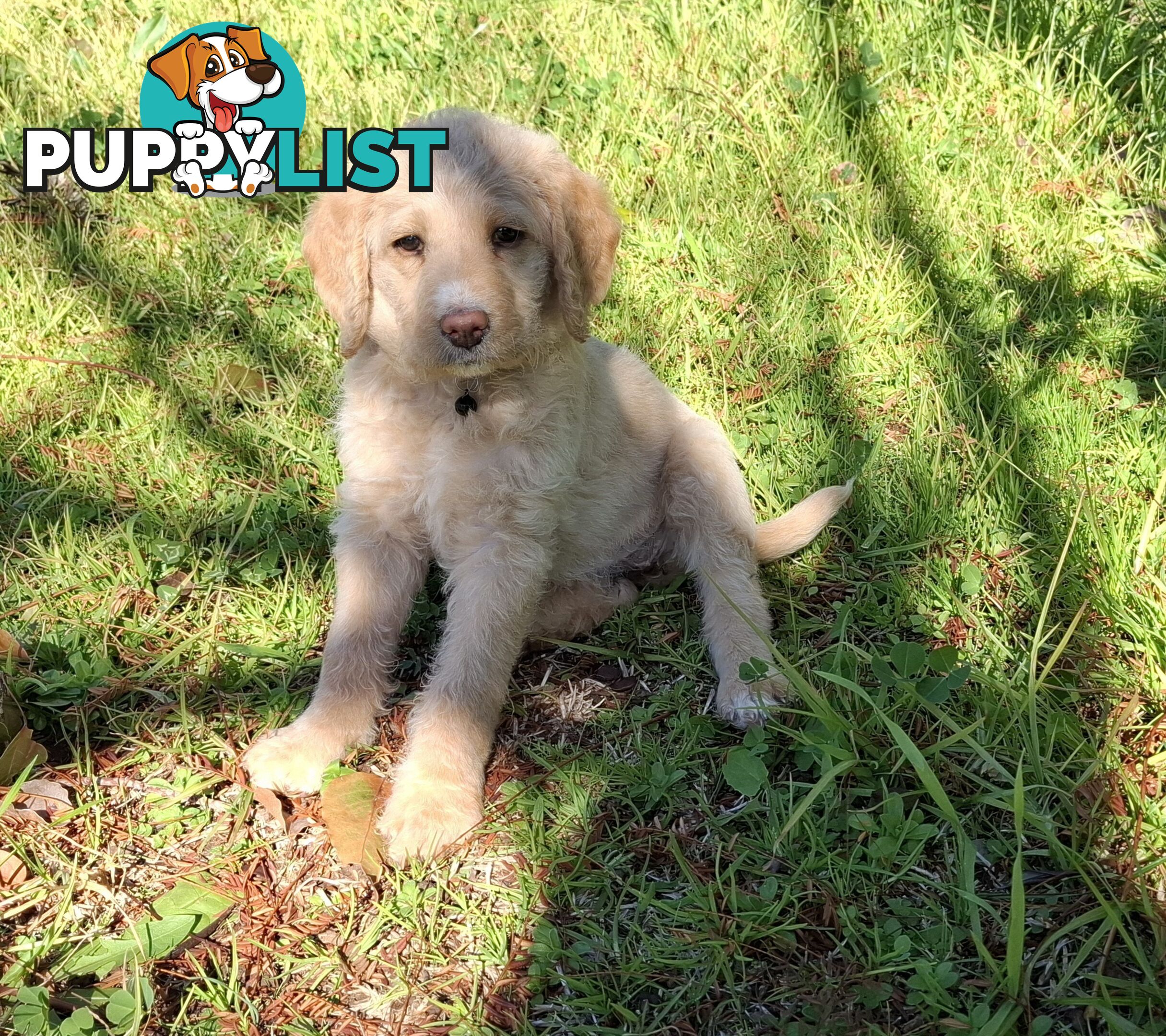 F1b Labradoodle puppies, perfect family dogs, ready now !
