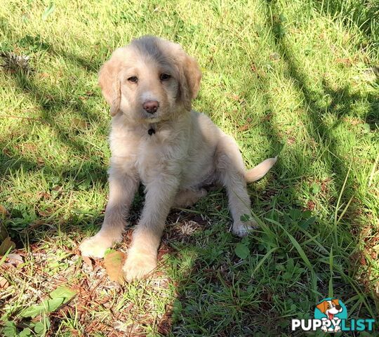F1b Labradoodle puppies, perfect family dogs, ready now !