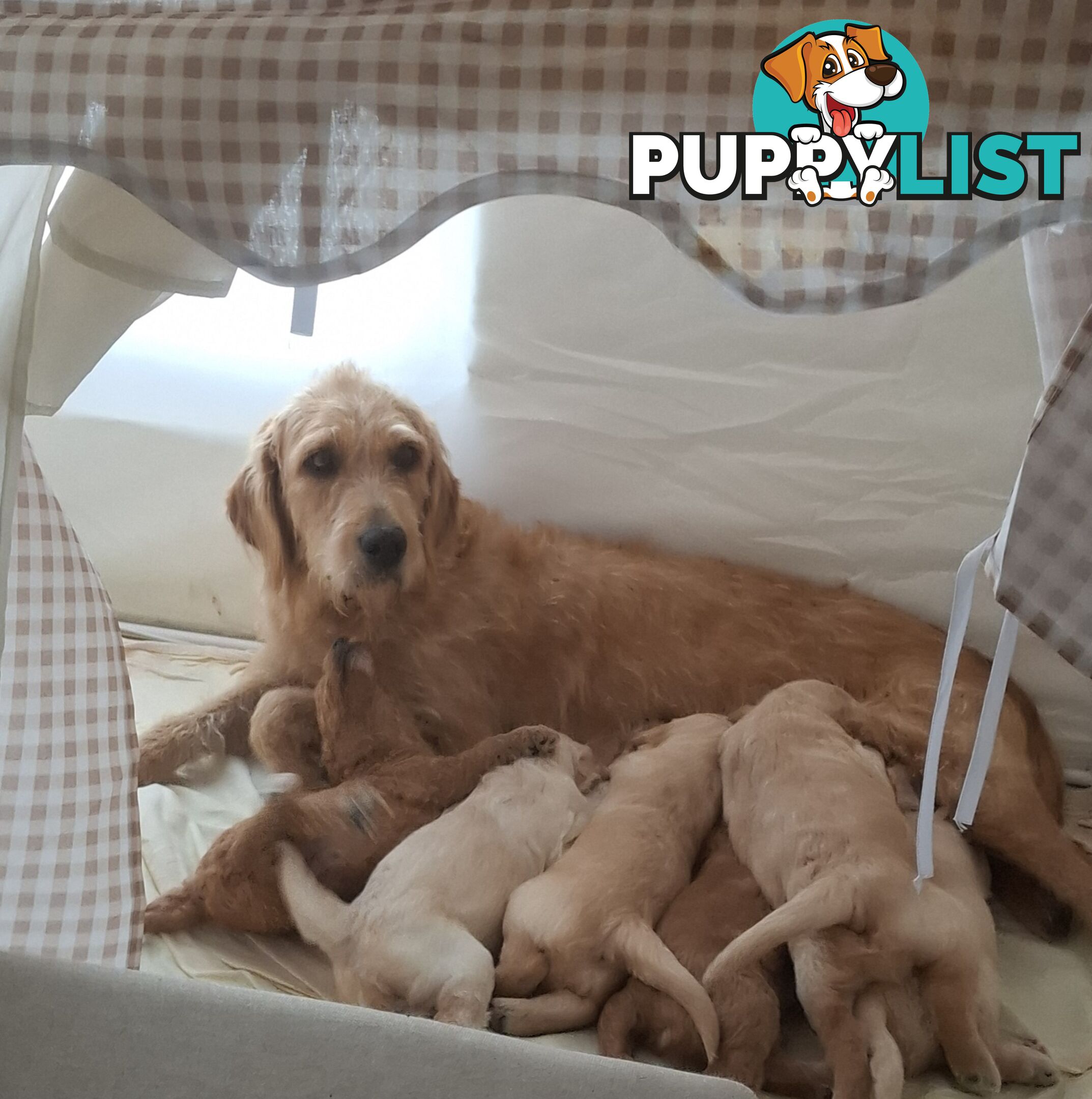 F1b Labradoodle puppies, perfect family dogs, ready now !