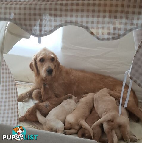 F1b Labradoodle puppies, perfect family dogs, ready now !