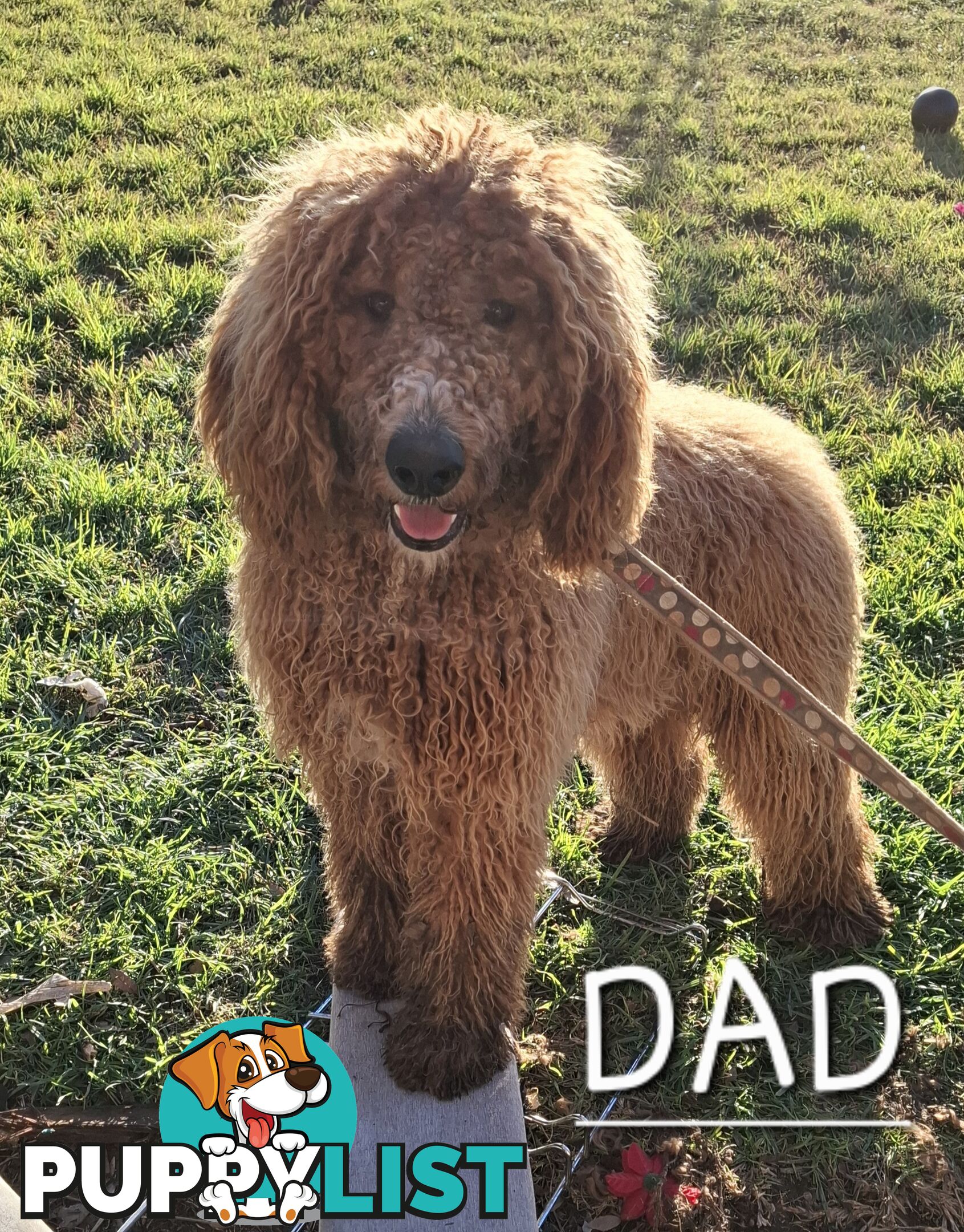 F1b Labradoodle puppies, perfect family dogs, ready now !