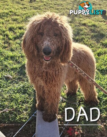 F1b Labradoodle puppies, perfect family dogs, ready now !