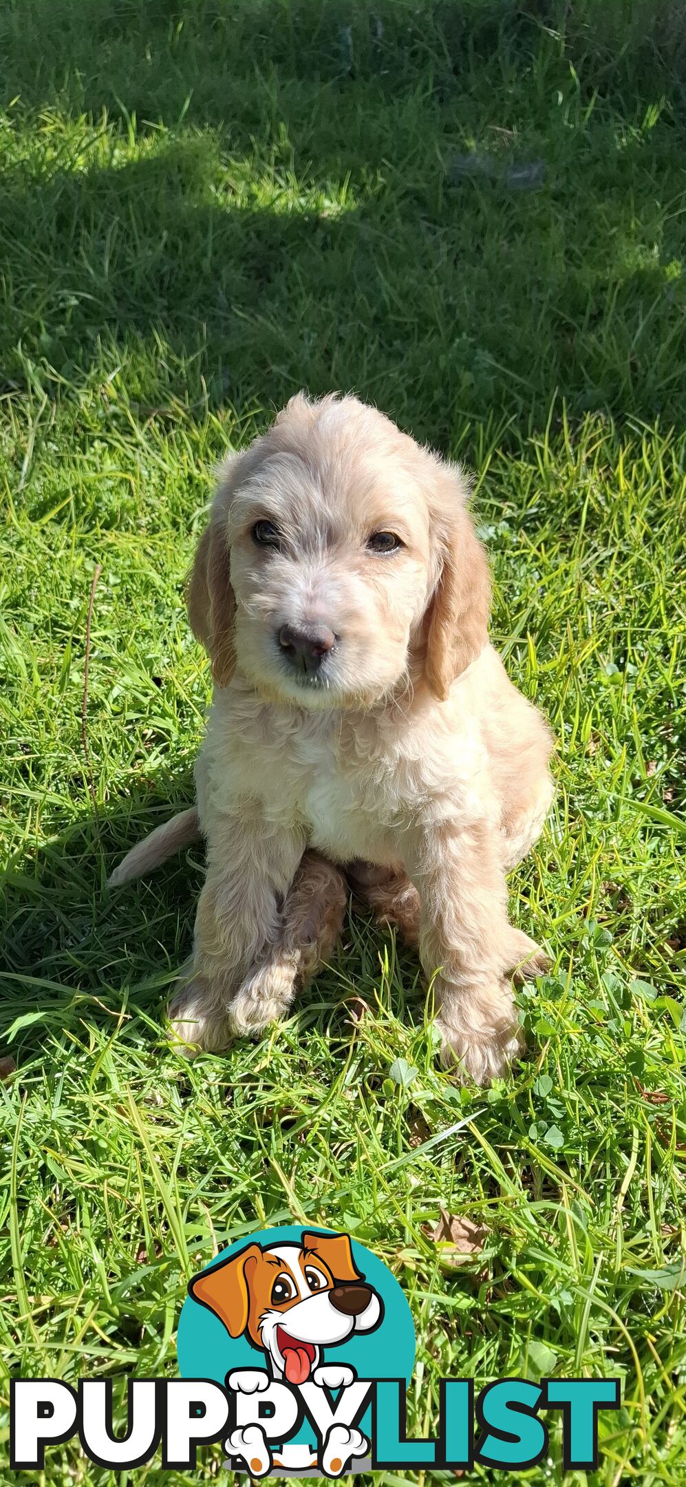 F1b Labradoodle puppies, perfect family dogs, ready now !