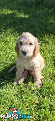 F1b Labradoodle puppies, perfect family dogs, ready now !
