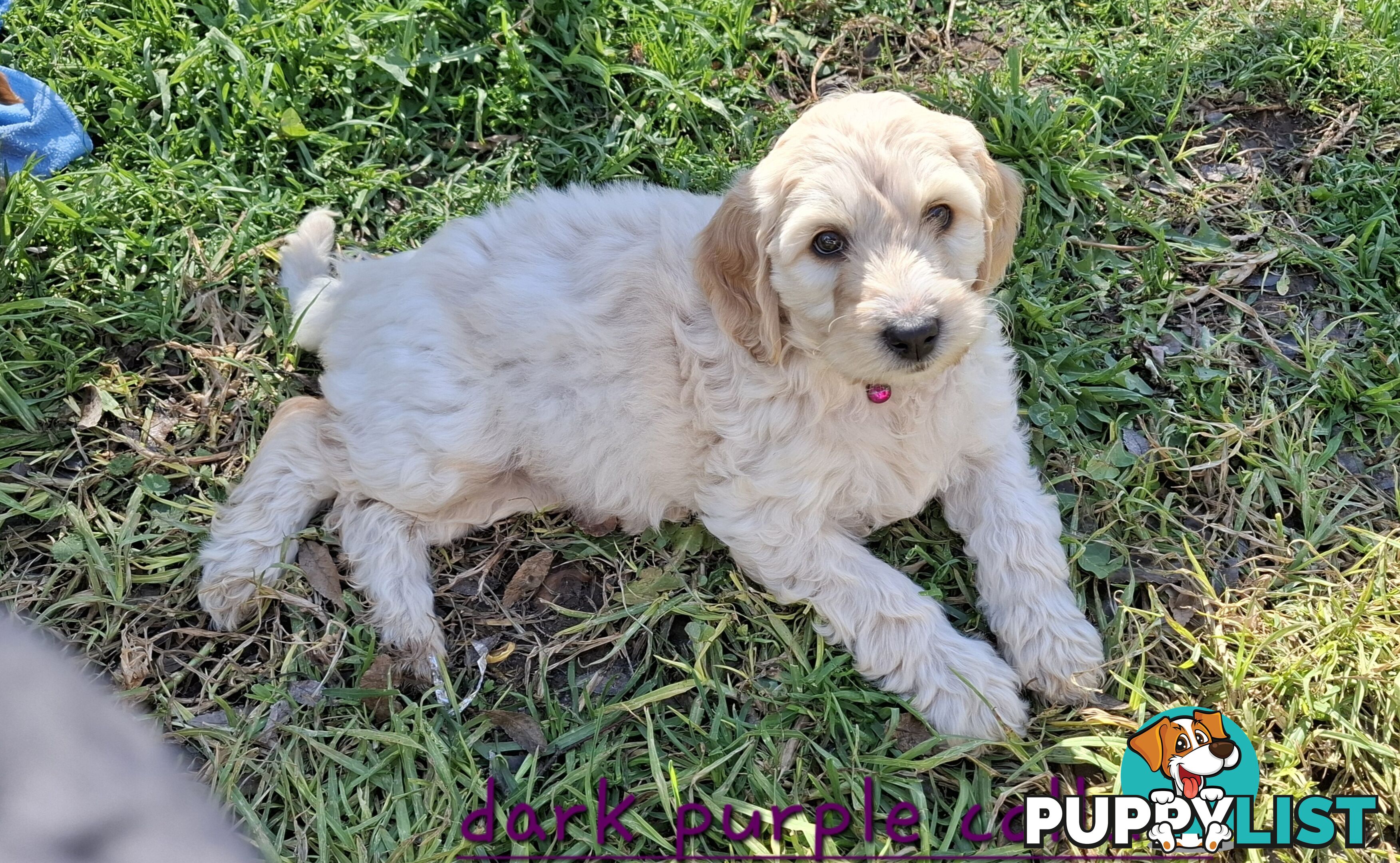 F1b Labradoodle puppies, perfect family dogs, ready now !